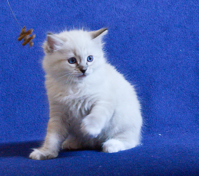 ragdoll kitten at 6 wks old
